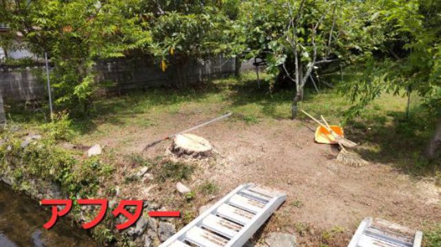大きな松の木撤去ｉｎ安芸高田の画像